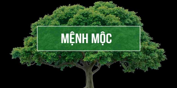 Mệnh mộc – Những điều cần biết từ khoa học phong thuỷ