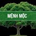 Mệnh mộc – Những điều cần biết từ khoa học phong thuỷ