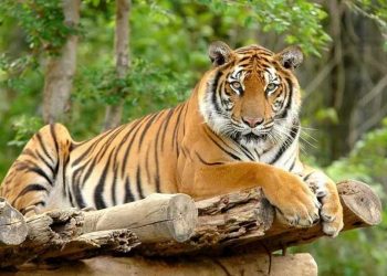 Hổ tượng trưng cho sức mạnh khủng khiếp nhất trên trái đất