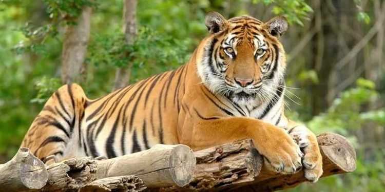 Hổ tượng trưng cho sức mạnh khủng khiếp nhất trên trái đất