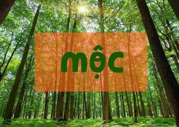 Màu sắc dành cho mệnh Mộc