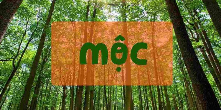 Màu sắc dành cho mệnh Mộc
