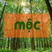 Màu sắc dành cho mệnh Mộc