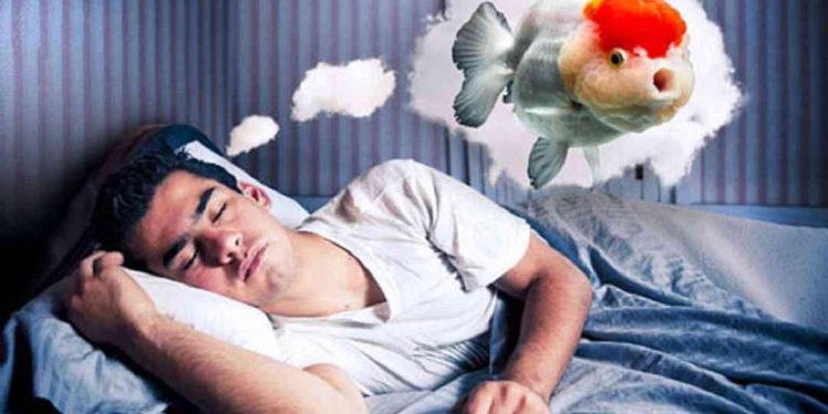 Giải Mã Giấc Mơ Thấy Cá: Những Ý Nghĩa Phổ Biến