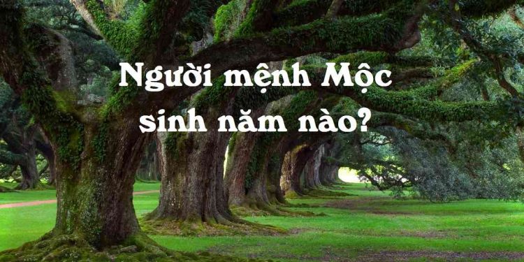 Những gì Người mệnh Mộc có thể mang lại cho may mắn và hạnh phúc?