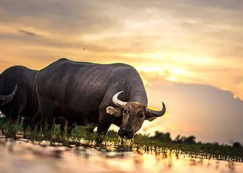 Tính cách của người tuổi Sửu