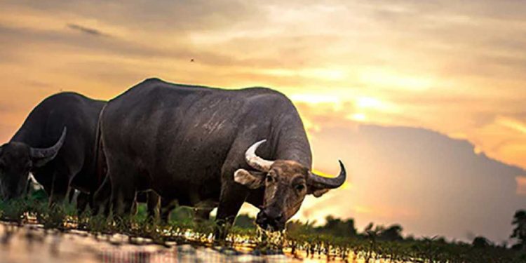 Tính cách của người tuổi Sửu