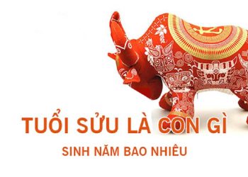 Những Lời Khuyên Hữu Ích Cho Người Sinh Vào Tuổi Sửu