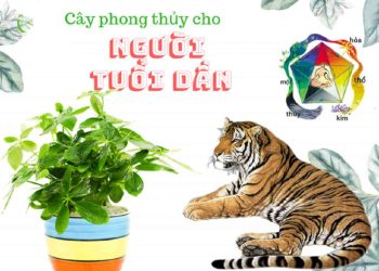Các loại cây phong thủy phù hợp cho người tuổi Dần