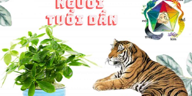 Các loại cây phong thủy phù hợp cho người tuổi Dần