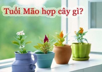 Cách chọn cây phong thủy hợp tuổi mão