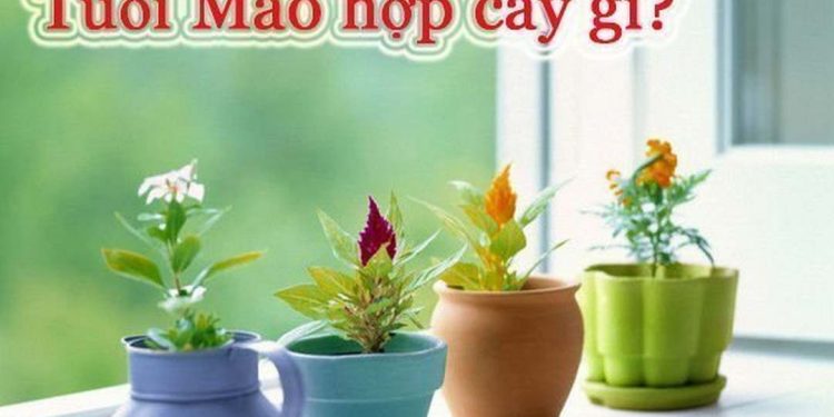 Cách chọn cây phong thủy hợp tuổi mão