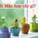 Cách chọn cây phong thủy hợp tuổi mão