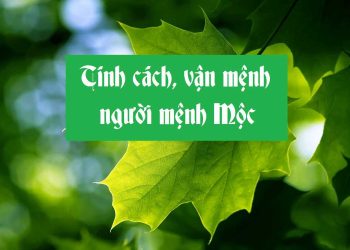 Khám phá về tính cách của Người Mệnh Mộc: Ưu điểm và nhược điểm.
