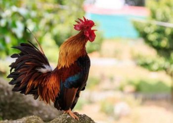 Nhược điểm của người tuổi Dậu