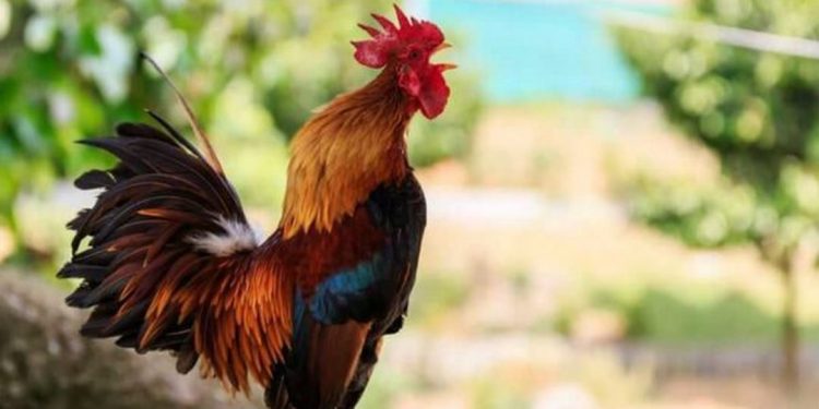 Nhược điểm của người tuổi Dậu