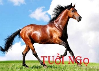 Nét nổi bật trong tính cách người tuổi ngọ