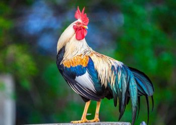 Những Lời Khuyên Hữu Ích Cho Người Sinh Vào Tuổi Dậu 