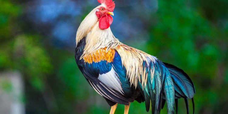 Những Lời Khuyên Hữu Ích Cho Người Sinh Vào Tuổi Dậu 