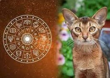 Cách Tính Toán Và Xem Xét Tử Vi Người Tuổi Mão