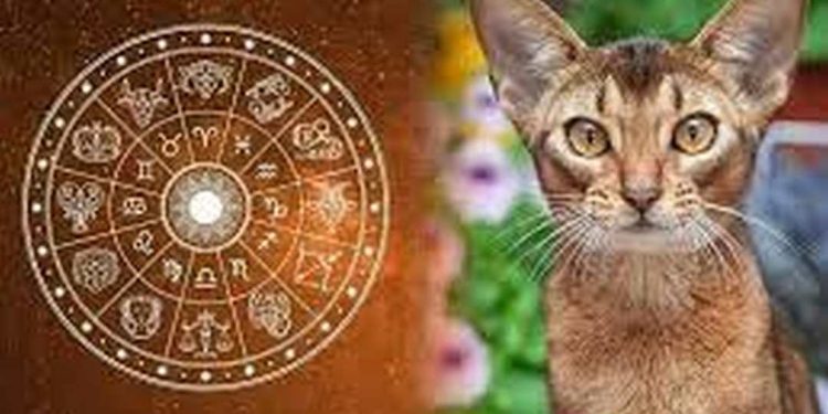 Cách Tính Toán Và Xem Xét Tử Vi Người Tuổi Mão