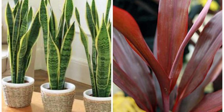 Cách trồng cây phong thủy hợp tuổi ngọ