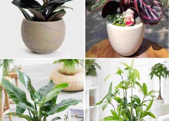 Cách sử dụng cây phong thủy để tăng may mắn