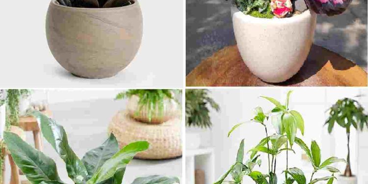 Cách sử dụng cây phong thủy để tăng may mắn