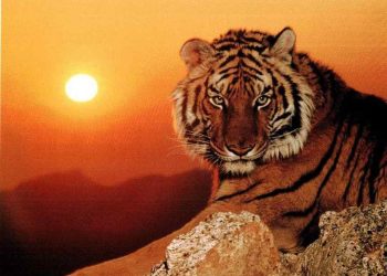 Nam nữ tuổi Dần hợp kết hôn tuổi nào?