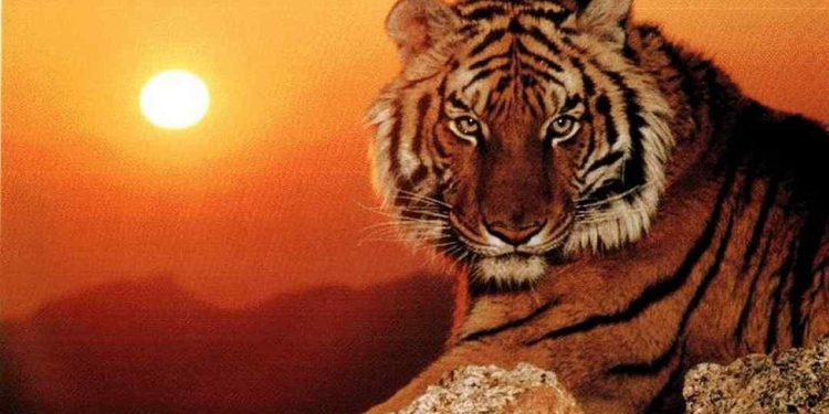 Nam nữ tuổi Dần hợp kết hôn tuổi nào?