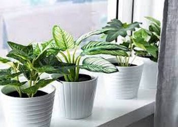 Cây phong thủy hợp tuổi Quý Mùi (1943, 2003)