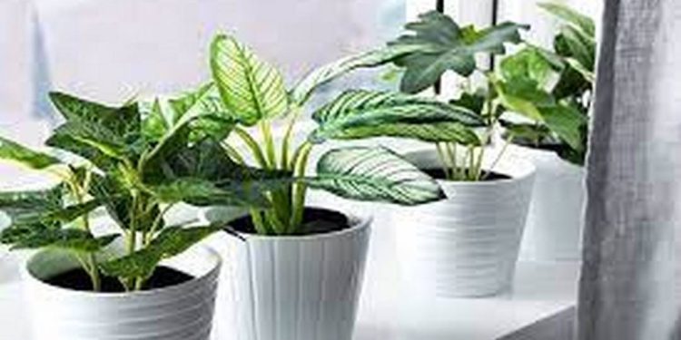 Cây phong thủy hợp tuổi Quý Mùi (1943, 2003)