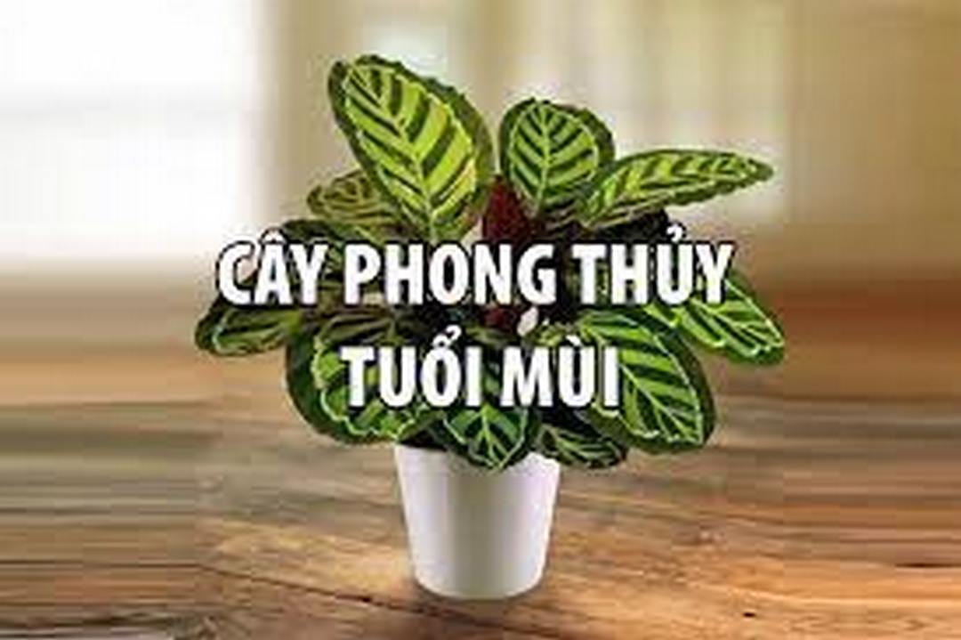 Cây phong thủy là gì