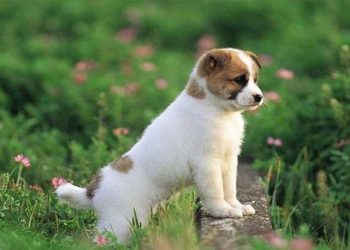 Những lợi ích của việc học cách phân biệt tính cách người tuổi Tuất