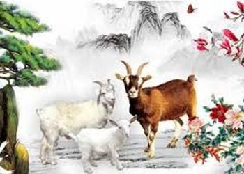 Cách sử dụng màu trong phong thủy tuổi mùi để tạo không gian sống