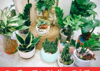 Các loại cây phong thủy hợp tuổi thân và cách trồng chúng