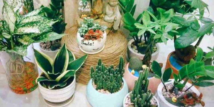 Các loại cây phong thủy hợp tuổi thân và cách trồng chúng