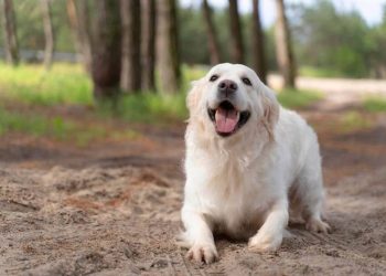 Tuổi Bính Tuất hợp cây phong thủy gì?