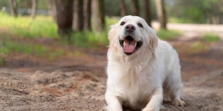 Tuổi Bính Tuất hợp cây phong thủy gì?